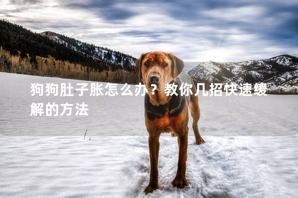 狗狗肚子脹怎么辦？教你幾招快速緩解的方法
