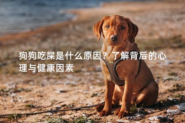 狗狗吃屎是什么原因？了解背后的心理與健康因素