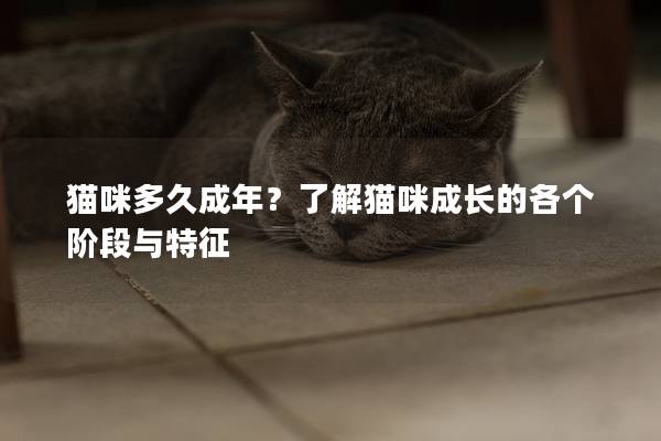 貓咪多久成年？了解貓咪成長的各個階段與特征