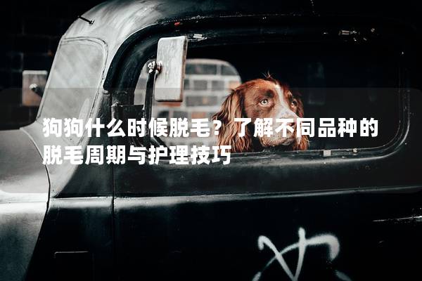 狗狗什么時候脫毛？了解不同品種的脫毛周期與護理技巧