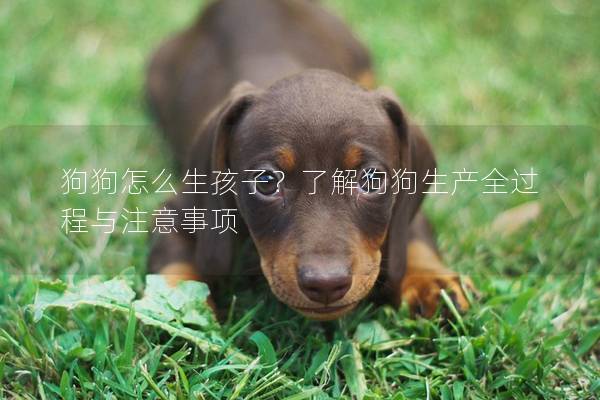 狗狗怎么生孩子？了解狗狗生產全過程與注意事項
