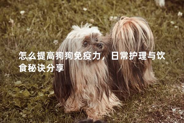 怎么提高狗狗免疫力，日常護理與飲食秘訣分享