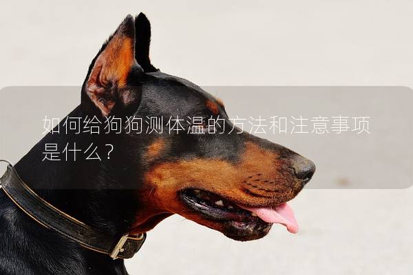 如何給狗狗測(cè)體溫的方法和注意事項(xiàng)是什么? 如何給狗狗測(cè)體溫的方法和注意事項(xiàng)是什么?