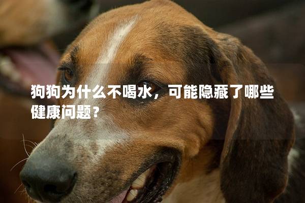 狗狗為什么不喝水，可能隱藏了哪些健康問題？