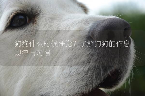 狗狗什么時候睡覺？了解狗狗的作息規律與習慣