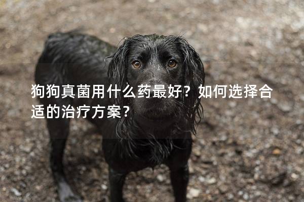 狗狗真菌用什么藥最好？如何選擇合適的治療方案？