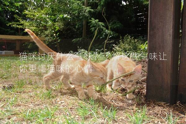 貓咪討厭什么氣味?了解這些氣味讓你更懂貓咪的心情 貓咪討厭什么氣味?了解這些氣味讓你更懂貓咪的心情