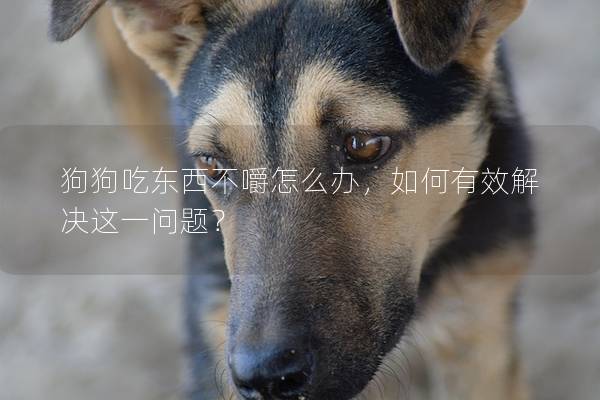 狗狗吃東西不嚼怎么辦，如何有效解決這一問題？