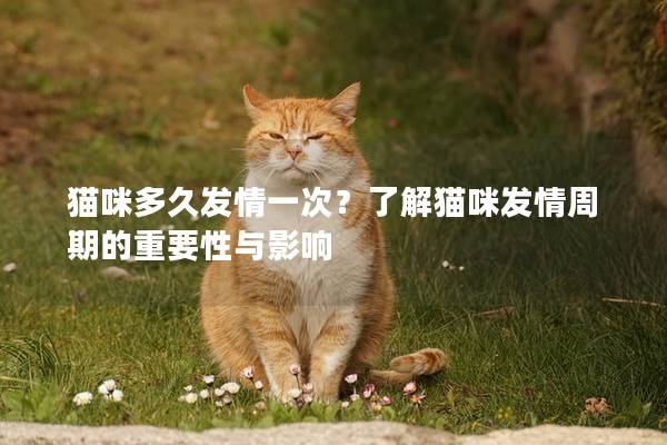 貓咪多久發情一次？了解貓咪發情周期的重要性與影響