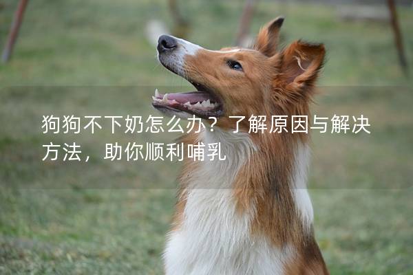 狗狗不下奶怎么辦？了解原因與解決方法，助你順利哺乳