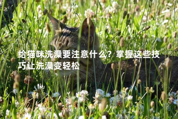 給貓咪洗澡要注意什么？掌握這些技巧讓洗澡變輕松