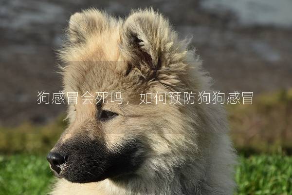 狗感冒會死嗎,如何預防狗狗感冒 狗感冒會死嗎,如何預防狗狗感冒