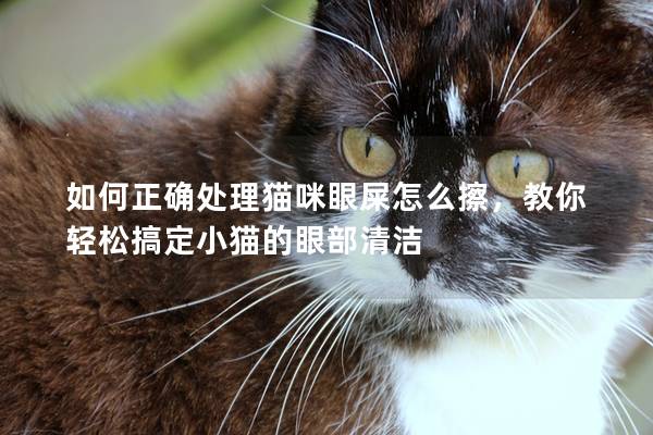 如何正確處理貓咪眼屎怎么擦，教你輕松搞定小貓的眼部清潔