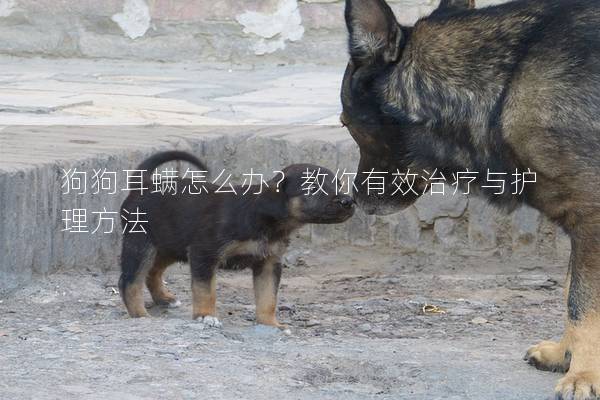 狗狗耳螨怎么辦？教你有效治療與護(hù)理方法