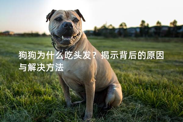 狗狗為什么吃頭發(fā)？揭示背后的原因與解決方法
