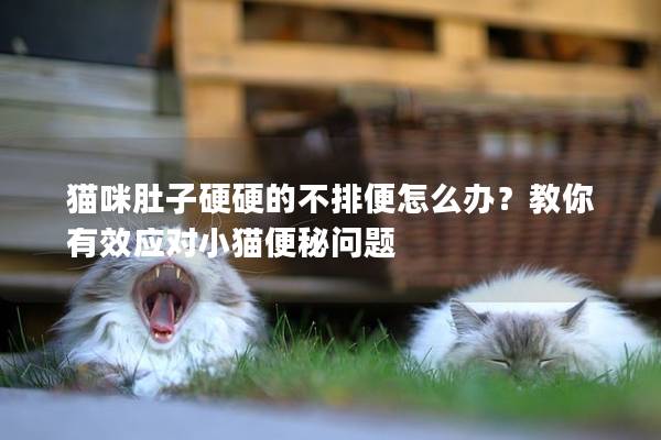 貓咪肚子硬硬的不排便怎么辦？教你有效應(yīng)對小貓便秘問題