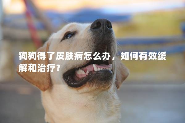 狗狗得了皮膚病怎么辦，如何有效緩解和治療？