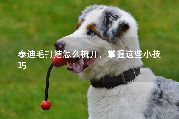 泰迪毛打結怎么梳開,掌握這些小技巧 泰迪毛打結怎么梳開,掌握這些小技巧