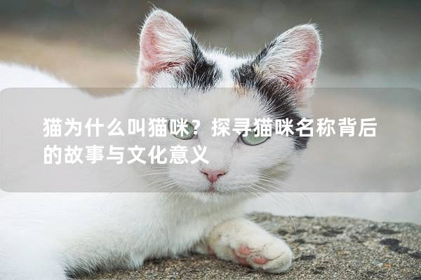 貓為什么叫貓咪？探尋貓咪名稱背后的故事與文化意義