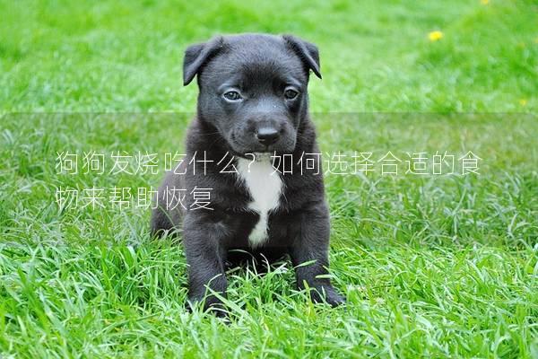 狗狗發燒吃什么?如何選擇合適的食物來幫助恢復 狗狗發燒吃什么?如何選擇合適的食物來幫助恢復