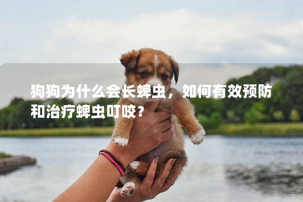 狗狗為什么會長蜱蟲，如何有效預防和治療蜱蟲叮咬？