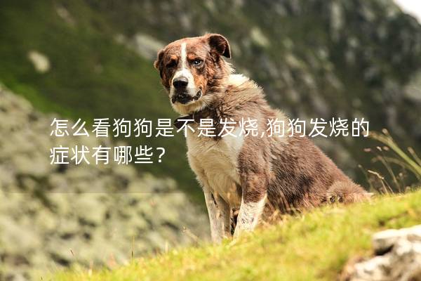 怎么看狗狗是不是發(fā)燒,狗狗發(fā)燒的癥狀有哪些?