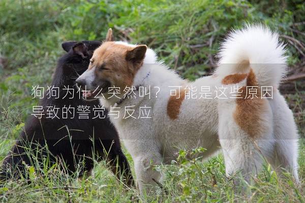 狗狗為什么突然叫？可能是這些原因導致的警覺與反應