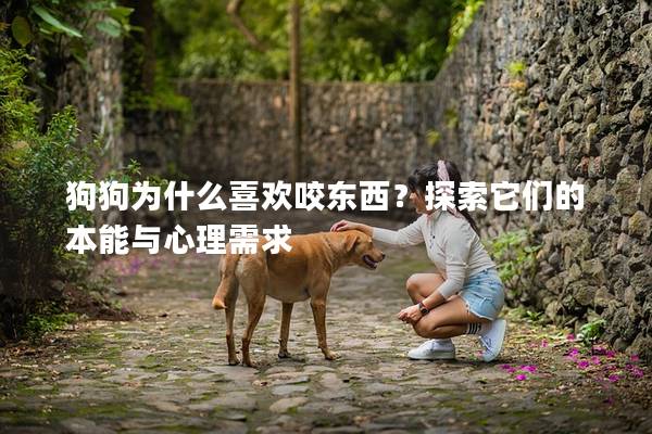 狗狗為什么喜歡咬東西？探索它們的本能與心理需求