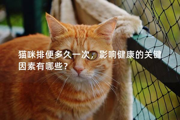 貓咪排便多久一次，影響健康的關鍵因素有哪些？