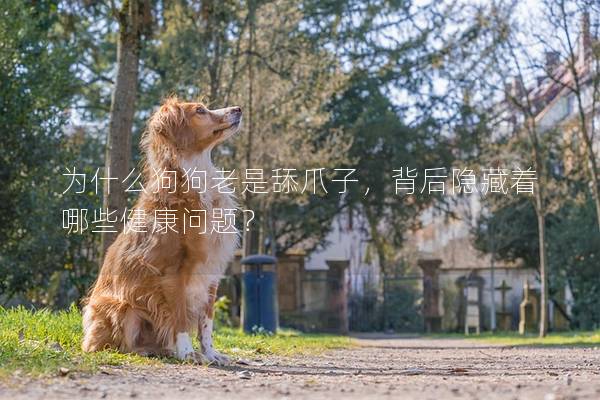 為什么狗狗老是舔爪子，背后隱藏著哪些健康問題？