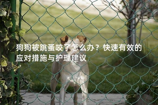 狗狗被跳蚤咬了怎么辦？快速有效的應對措施與護理建議