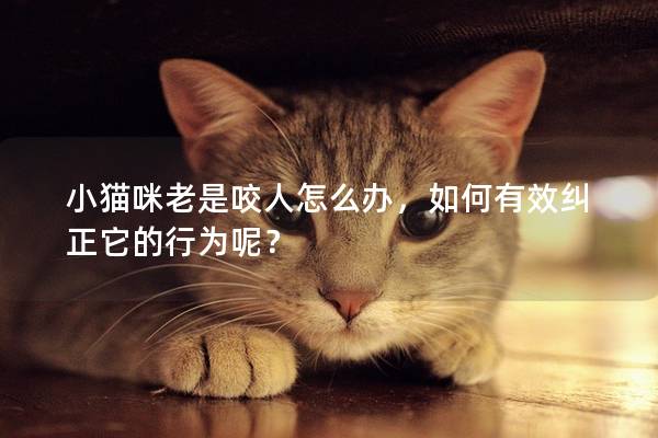 小貓咪老是咬人怎么辦，如何有效糾正它的行為呢？