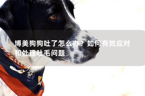 博美狗狗吐了怎么辦？如何有效應對和處理吐毛問題