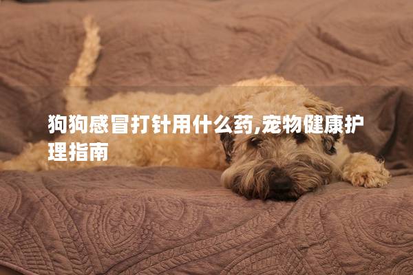 狗狗感冒打針用什么藥,寵物健康護(hù)理指南 狗狗感冒打針用什么藥,寵物健康護(hù)理指南