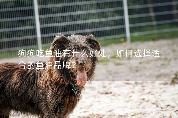 狗狗吃魚油有什么好處，如何選擇適合的魚油品牌？