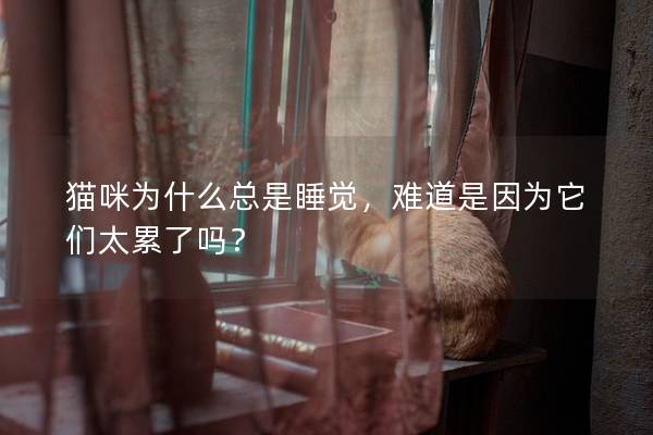 貓咪為什么總是睡覺，難道是因為它們太累了嗎？
