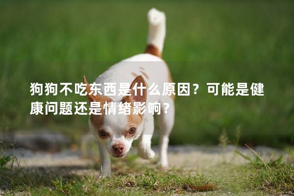 狗狗不吃東西是什么原因？可能是健康問題還是情緒影響？
