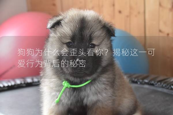 狗狗為什么會歪頭看你?揭秘這一可愛行為背后的秘密 狗狗為什么會歪頭看你?揭秘這一可愛行為背后的秘密
