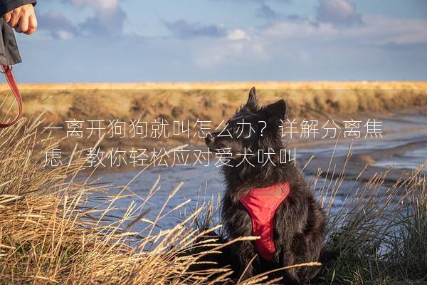 一離開狗狗就叫怎么辦?詳解分離焦慮,教你輕松應對愛犬吠叫