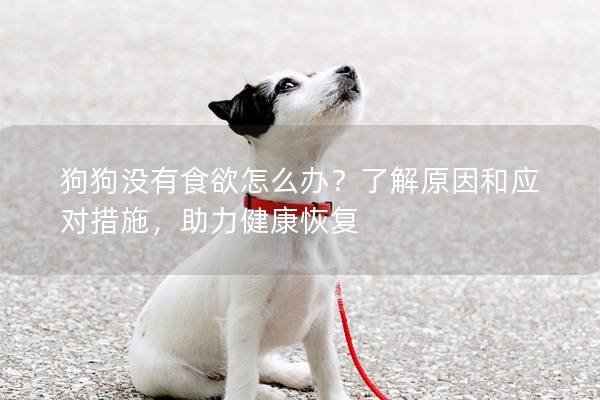 狗狗沒有食欲怎么辦？了解原因和應對措施，助力健康恢復