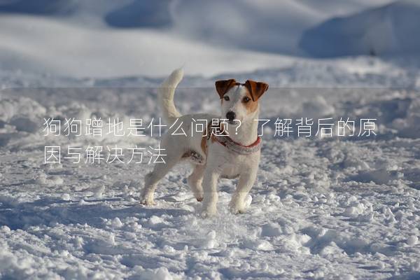 狗狗蹭地是什么問題？了解背后的原因與解決方法