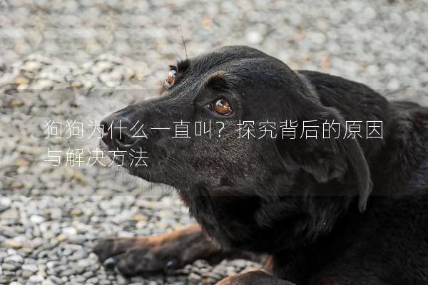 狗狗為什么一直叫？探究背后的原因與解決方法