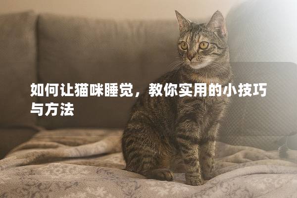 如何讓貓咪睡覺,教你實用的小技巧與方法 如何讓貓咪睡覺,教你實用的小技巧與方法
