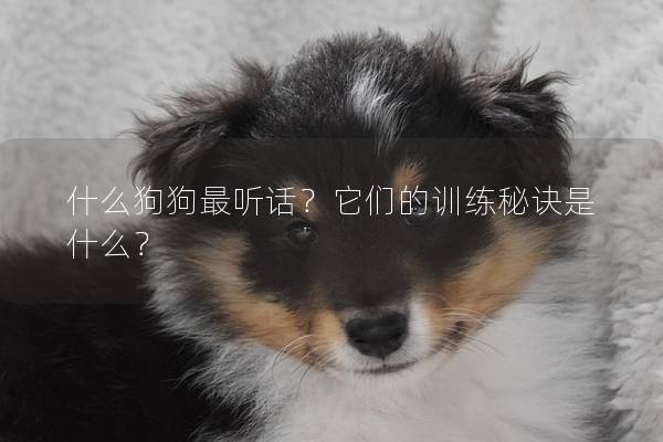 什么狗狗最聽話？它們的訓練秘訣是什么？