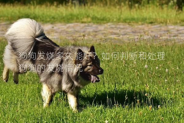 狗狗發(fā)燒多久能好？如何判斷和處理狗狗的發(fā)燒情況