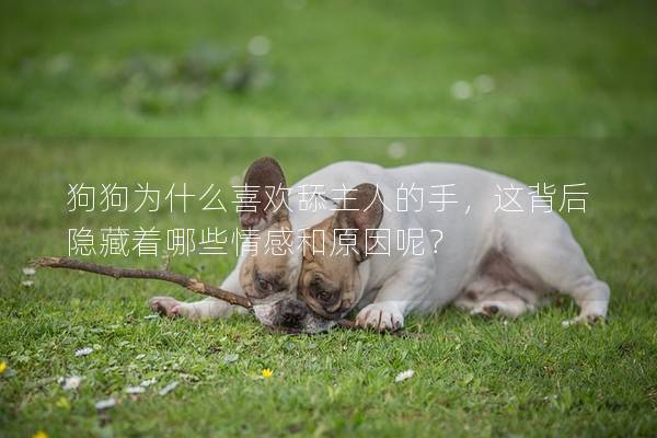 狗狗為什么喜歡舔主人的手，這背后隱藏著哪些情感和原因呢？