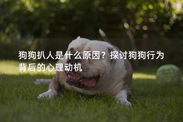 狗狗扒人是什么原因？探討狗狗行為背后的心理動機