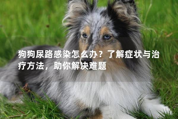 狗狗尿路感染怎么辦？了解癥狀與治療方法，助你解決難題