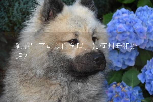 狗感冒了可以自愈嗎，如何判斷和處理？