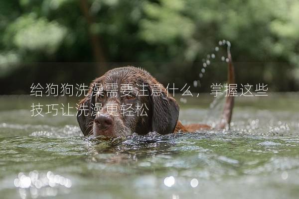 給狗狗洗澡需要注意什么,掌握這些技巧讓洗澡更輕松 給狗狗洗澡需要注意什么,掌握這些技巧讓洗澡更輕松